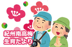 紀州南高梅 生育だより